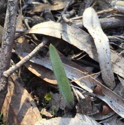 Caladenia actensis (Canberra Spider Orchid) at Mount Majura - 16 Aug 2015 by AaronClausen