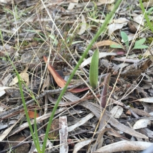 Caladenia actensis at suppressed - suppressed