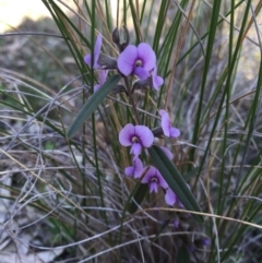 Hovea heterophylla (Common Hovea) at Mount Majura - 16 Aug 2015 by AaronClausen