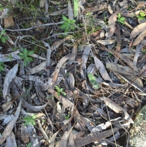 Caladenia actensis at Canberra Central, ACT - suppressed