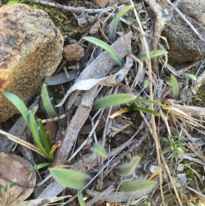 Caladenia actensis (Canberra Spider Orchid) by AaronClausen