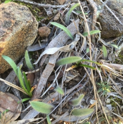 Caladenia actensis (Canberra Spider Orchid) at Hackett, ACT by AaronClausen