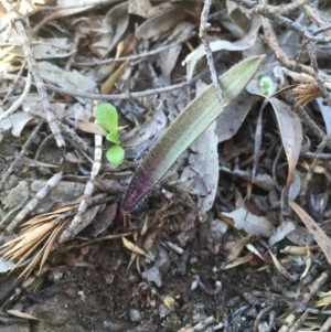 Caladenia actensis at suppressed - 16 Aug 2015