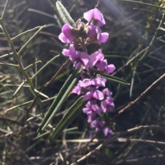 Hovea heterophylla (Common Hovea) at Mount Majura - 16 Aug 2015 by AaronClausen