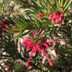 Grevillea "Canberra Gem" (Grevillea rosmarinifolia x juniperina (Hybrid)) at Hackett, ACT - 16 Aug 2015 by AaronClausen