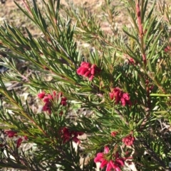 Grevillea "Canberra Gem" at Hackett, ACT - 16 Aug 2015