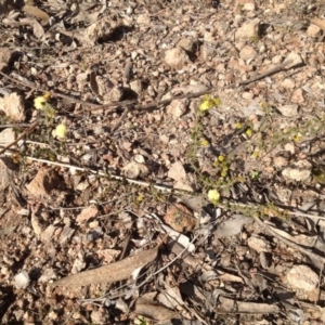 Acacia gunnii at Farrer, ACT - 16 Aug 2015 03:46 PM