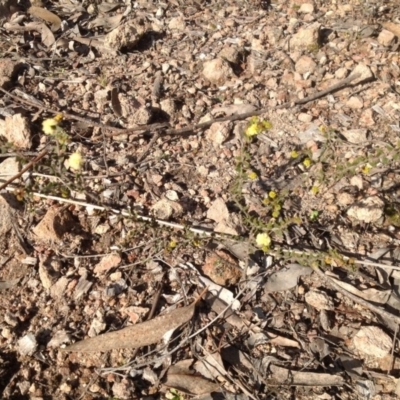 Acacia gunnii (Ploughshare Wattle) at Farrer, ACT - 16 Aug 2015 by Mike