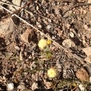 Acacia gunnii at Farrer, ACT - 16 Aug 2015 03:46 PM