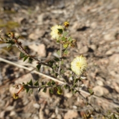 Acacia gunnii at Farrer, ACT - 16 Aug 2015 03:46 PM