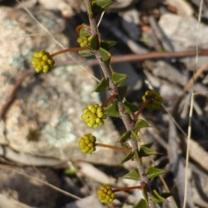 Acacia gunnii at Farrer, ACT - 16 Aug 2015 03:46 PM