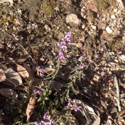 Hovea heterophylla (Common Hovea) at Farrer Ridge - 16 Aug 2015 by Mike