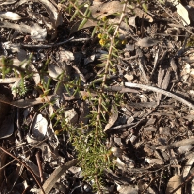 Acacia ulicifolia (Prickly Moses) at Farrer, ACT - 16 Aug 2015 by Mike