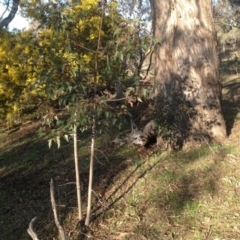 Brachychiton populneus subsp. populneus (Kurrajong) at Farrer Ridge - 16 Aug 2015 by Mike