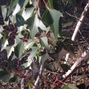 Brachychiton populneus subsp. populneus at Farrer, ACT - 16 Aug 2015