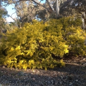 Acacia cardiophylla at Farrer, ACT - 16 Aug 2015 04:24 PM