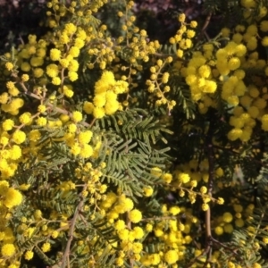 Acacia cardiophylla at Farrer, ACT - 16 Aug 2015 04:24 PM