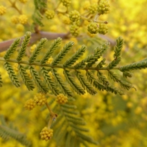 Acacia cardiophylla at Farrer, ACT - 16 Aug 2015 04:24 PM