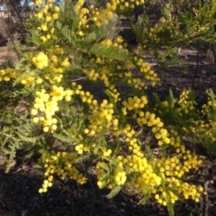 Acacia decurrens (Green Wattle) at Farrer, ACT - 16 Aug 2015 by Mike