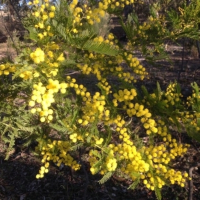 Acacia decurrens (Green Wattle) at Farrer Ridge - 16 Aug 2015 by Mike