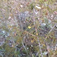 Acacia ulicifolia (Prickly Moses) at Farrer, ACT - 16 Aug 2015 by Mike