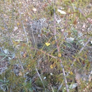 Acacia ulicifolia at Farrer, ACT - 16 Aug 2015 04:36 PM