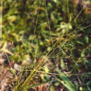 Panicum effusum at Greenway, ACT - 14 Jan 2007 12:00 AM