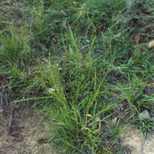 Panicum effusum at Bonython, ACT - 17 Feb 2007 12:00 AM