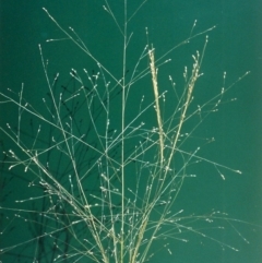 Panicum effusum (Hairy Panic Grass) at Rob Roy Range - 28 Jan 2007 by michaelb