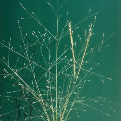 Panicum effusum (Hairy Panic Grass) at Rob Roy Range - 28 Jan 2007 by michaelb