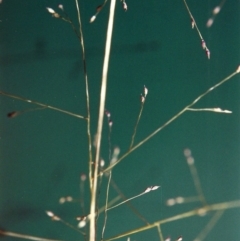 Panicum effusum at Banks, ACT - 29 Jan 2007