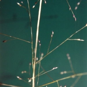 Panicum effusum at Banks, ACT - 29 Jan 2007