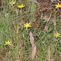 Hypoxis hygrometrica (Golden Weather-grass) at Tuggeranong DC, ACT - 24 Nov 2014 by member211