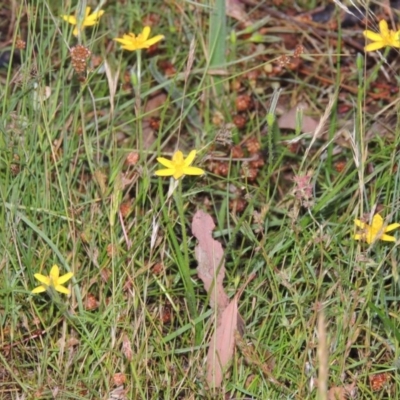 Hypoxis hygrometrica (Golden Weather-grass) at Rob Roy Range - 24 Nov 2014 by member211