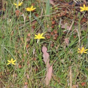 Hypoxis hygrometrica at Rob Roy Spring 1(M) - 24 Nov 2014