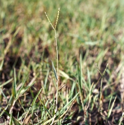 Paspalum distichum (Water Couch) at Tennent, ACT - 15 Feb 2005 by MichaelBedingfield