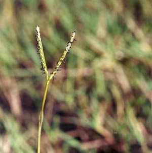 Paspalum distichum at Tennent, ACT - 15 Feb 2005