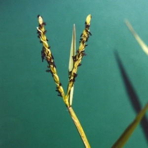 Paspalum distichum at Bonython, ACT - 7 Feb 2007