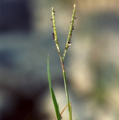 Paspalum distichum (Water Couch) at Greenway, ACT - 17 Mar 2007 by michaelb