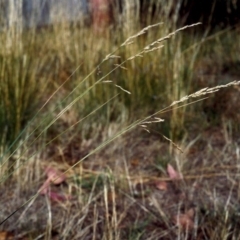 Poa labillardierei (Common Tussock Grass, River Tussock Grass) at Greenway, ACT - 14 Feb 2007 by MichaelBedingfield