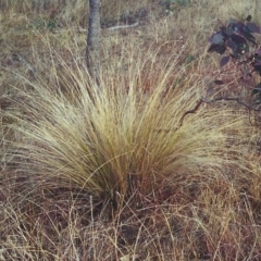 Poa labillardierei (Common Tussock Grass, River Tussock Grass) at Tuggeranong DC, ACT - 15 Jun 2001 by MichaelBedingfield