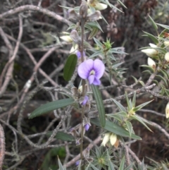 Hovea heterophylla (Common Hovea) at Majura, ACT - 16 Aug 2015 by SilkeSma