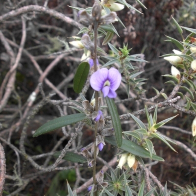 Hovea heterophylla (Common Hovea) at Mount Ainslie - 16 Aug 2015 by SilkeSma