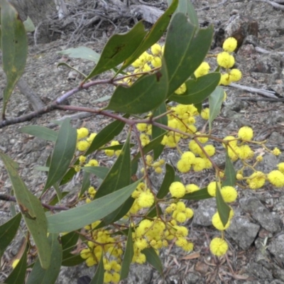 Acacia pycnantha (Golden Wattle) at Mount Ainslie - 16 Aug 2015 by SilkeSma