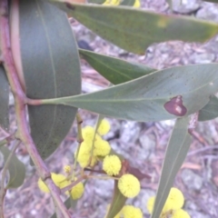 Acacia pycnantha at Majura, ACT - 17 Aug 2015