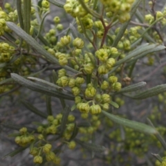 Dodonaea viscosa subsp. angustissima (Hop Bush) at Mount Ainslie - 17 Aug 2015 by SilkeSma