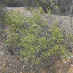 Dodonaea viscosa subsp. angustissima at Majura, ACT - 17 Aug 2015