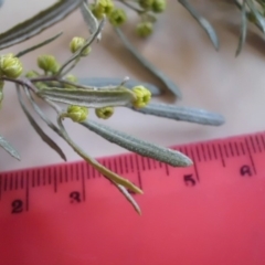 Dodonaea viscosa subsp. angustissima at Majura, ACT - 17 Aug 2015