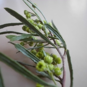 Dodonaea viscosa subsp. angustissima at Majura, ACT - 17 Aug 2015