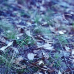 Poa sp. CNM1 (under review, formerly Poa meionectes) (Snow Grass) at Rob Roy Range - 8 Feb 2001 by michaelb